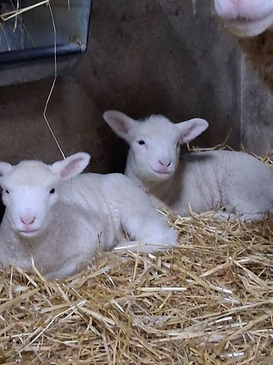 Ewes with lambs at foot - Image 4