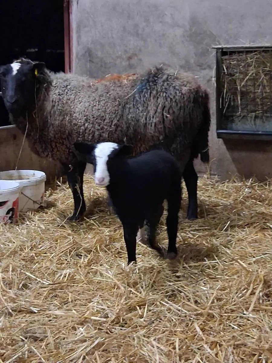 Ewes with lambs at foot - Image 1