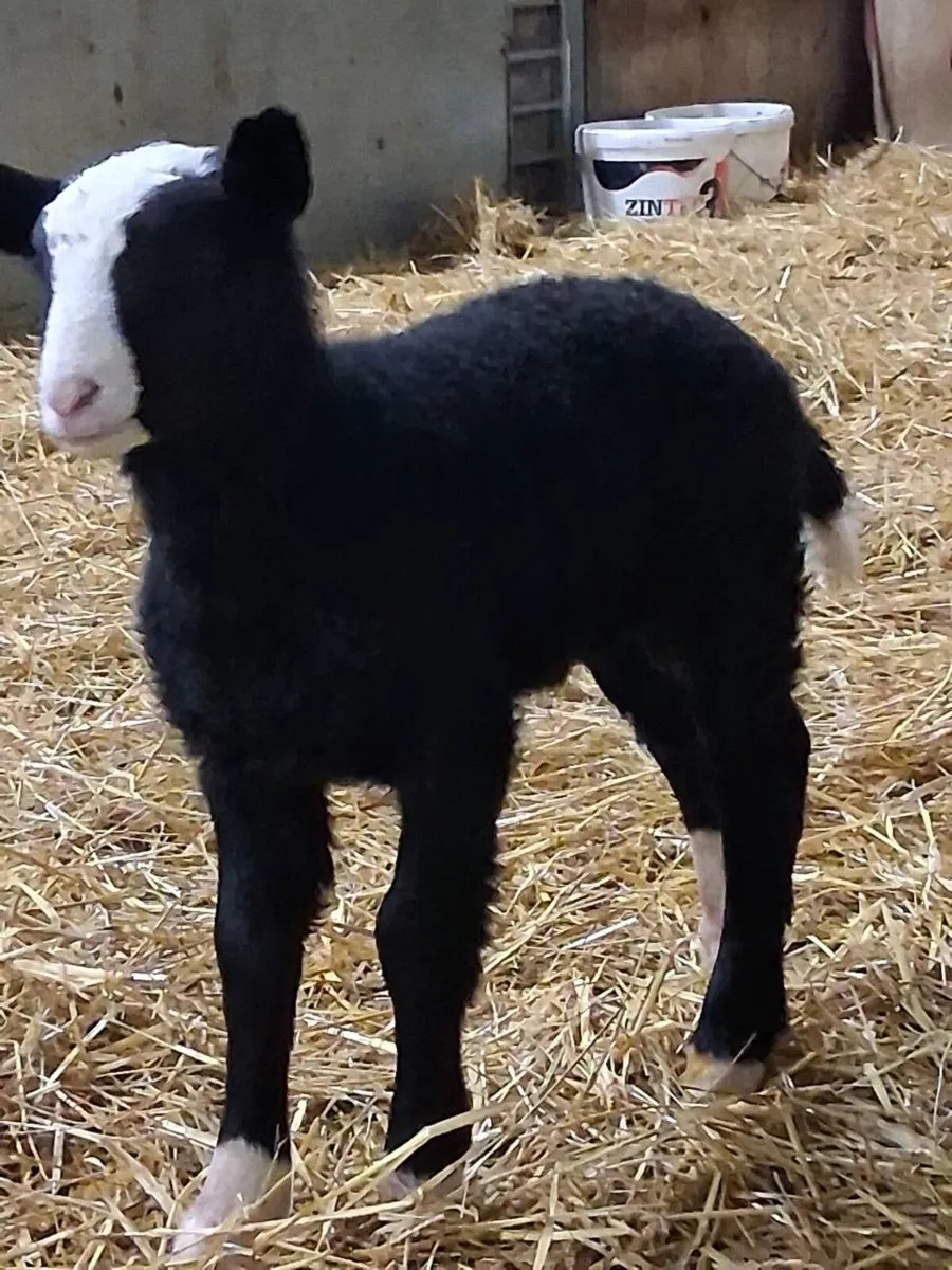 Ewes with lambs at foot - Image 2