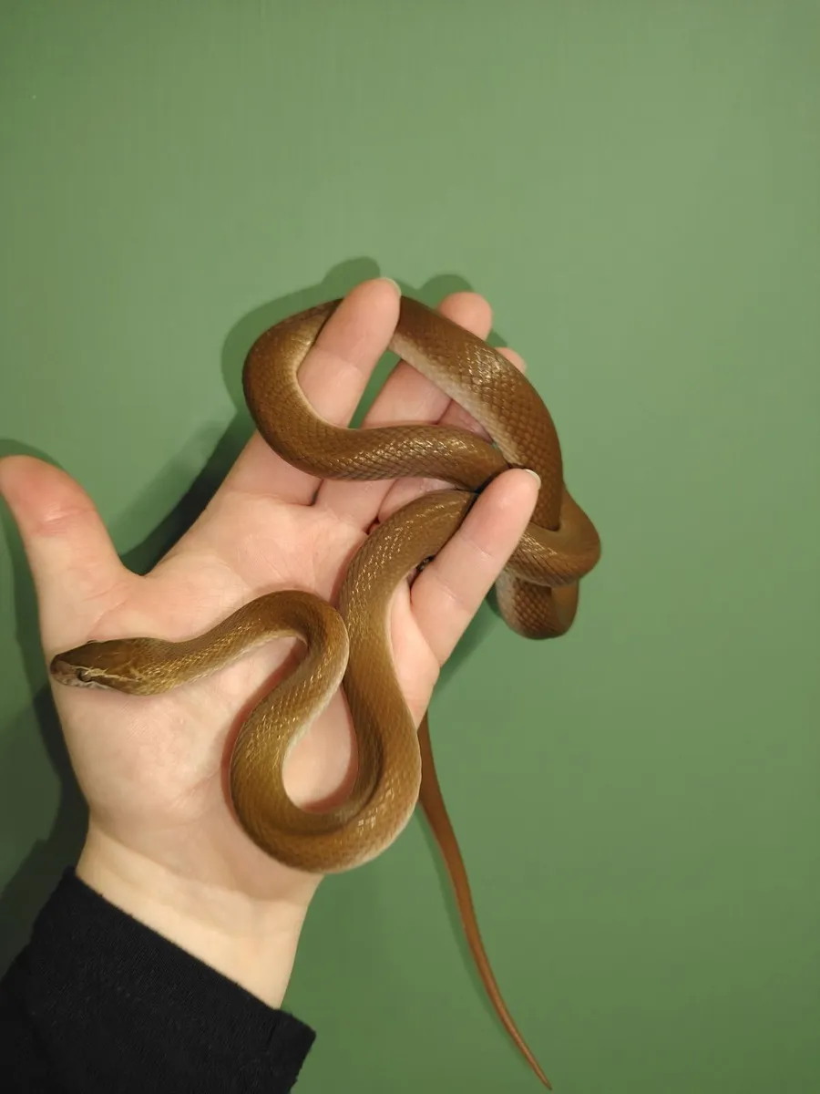 Snakes and lizards - Image 1