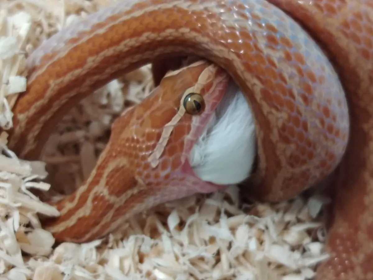 Snakes and lizards - Image 2