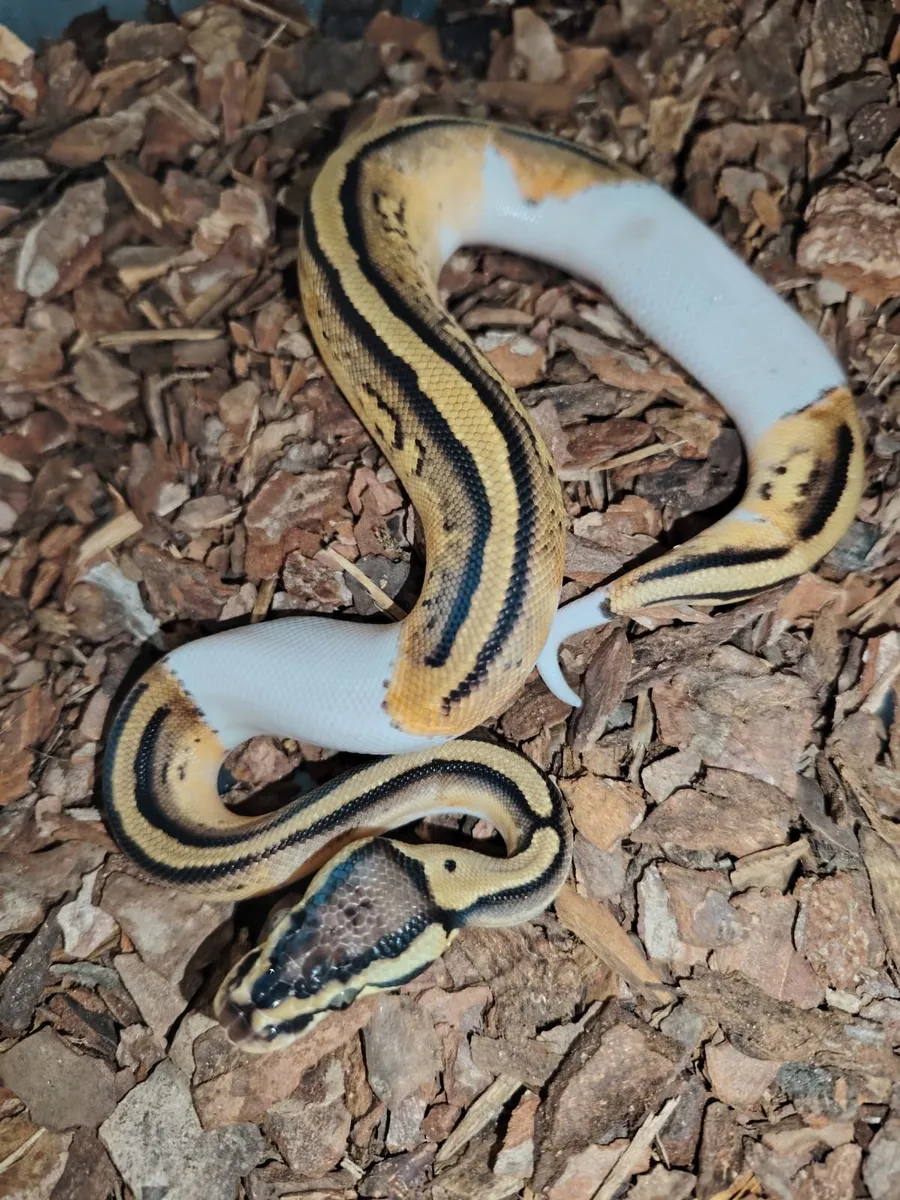 Snakes and lizards - Image 3