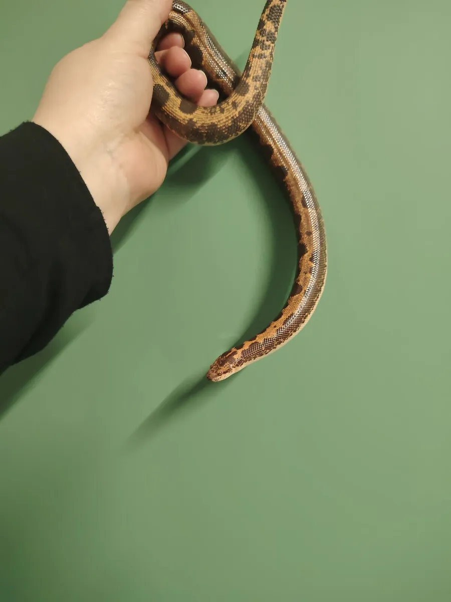 Snakes and lizards - Image 4