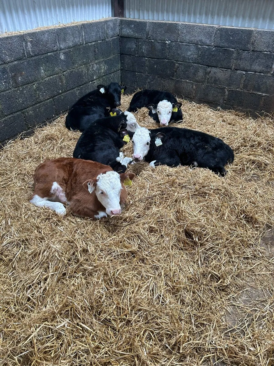 Top Quality Reared Whitehead Bull - Image 1