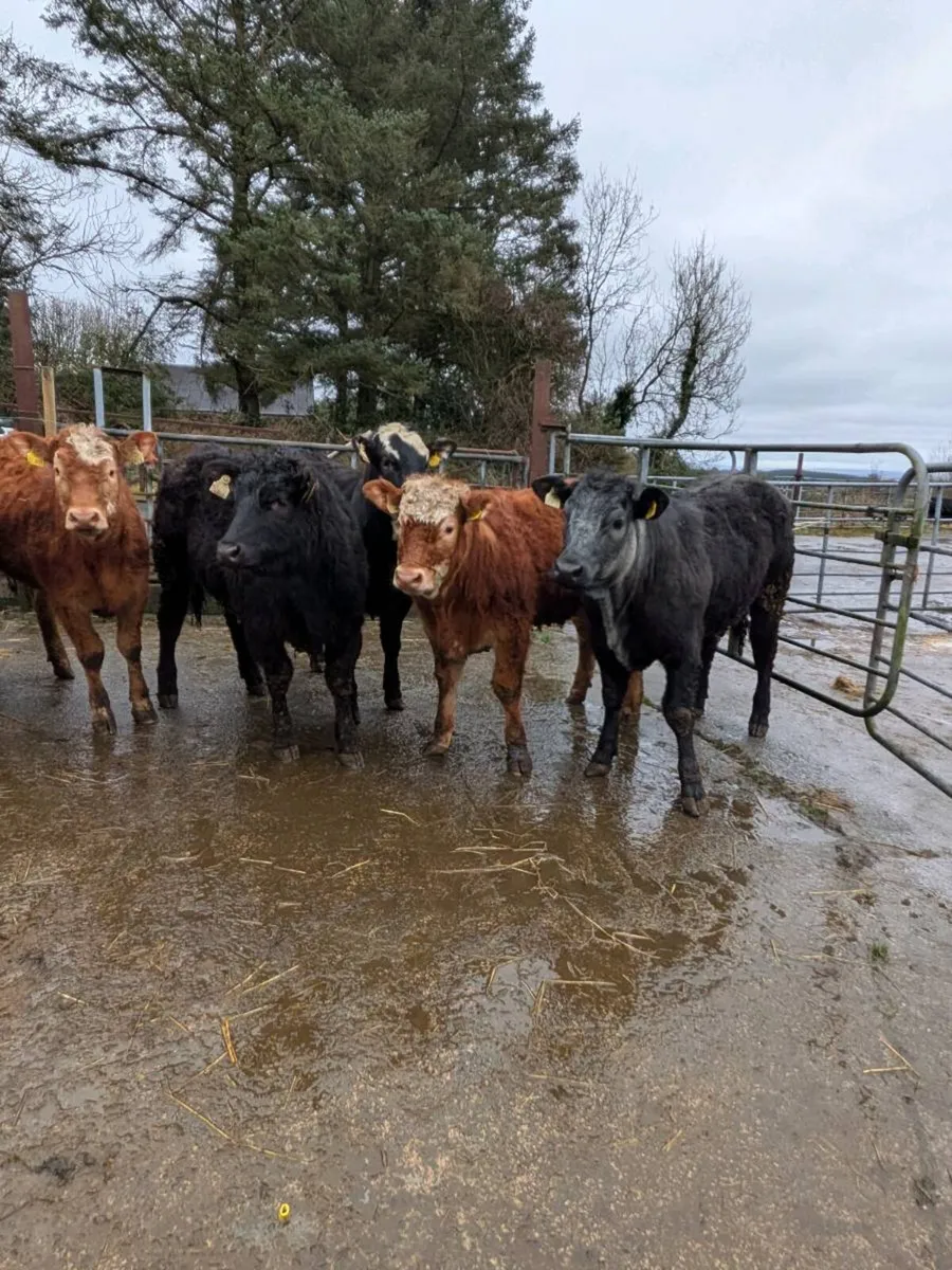 Limousin Heifers ⭐⭐⭐⭐⭐ - Image 1