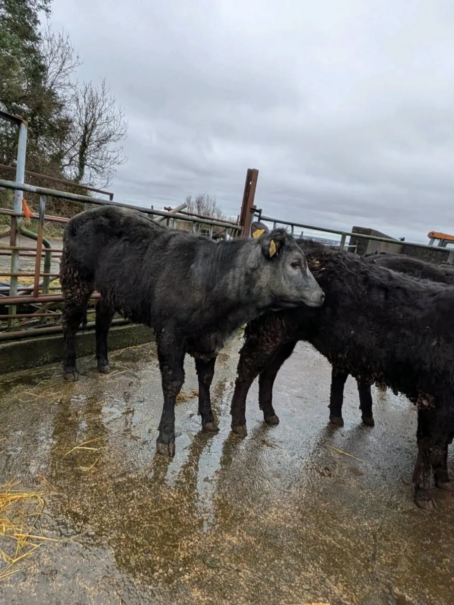 Limousin Heifers ⭐⭐⭐⭐⭐ - Image 2