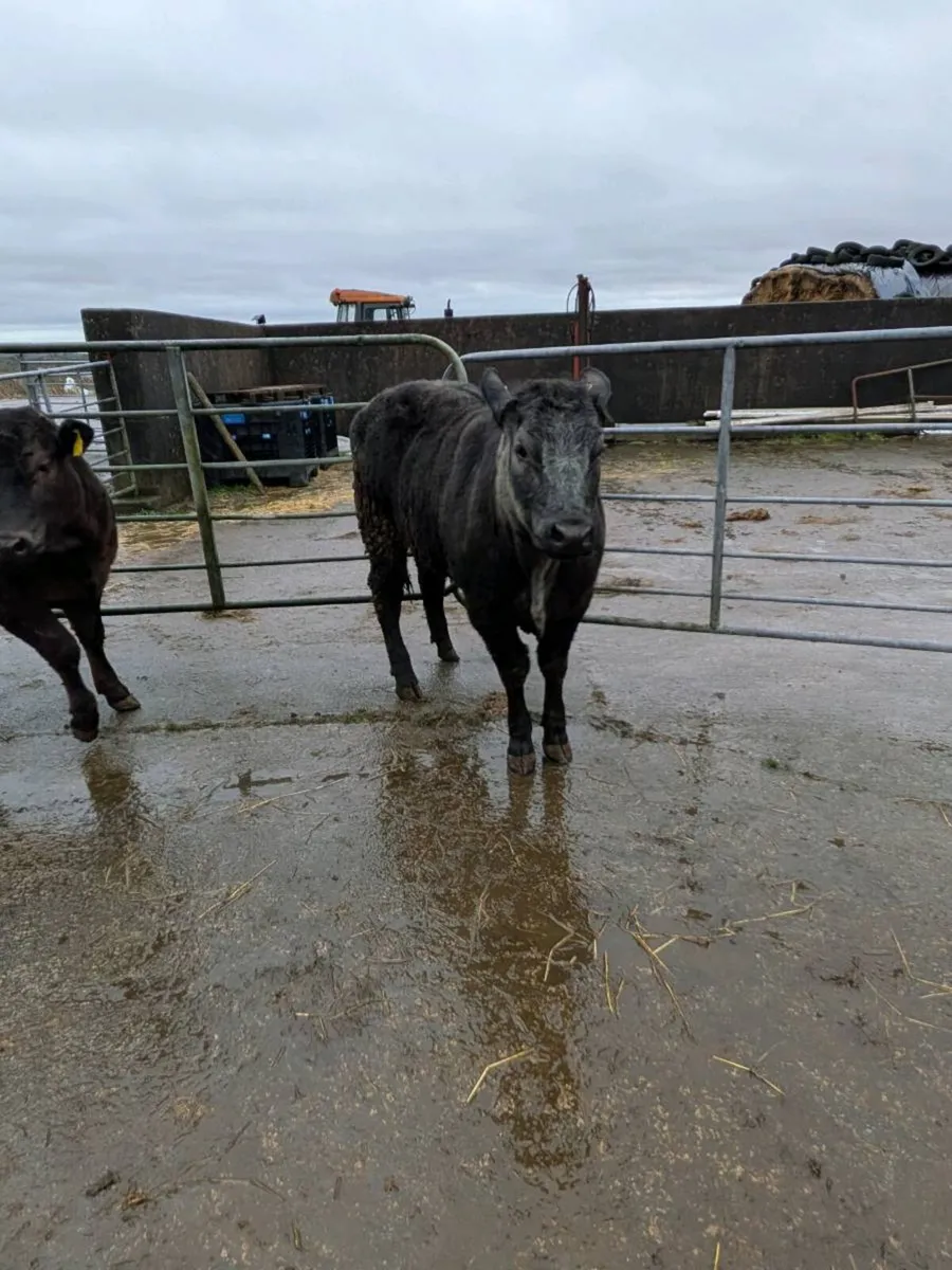 Limousin Heifers ⭐⭐⭐⭐⭐ - Image 3
