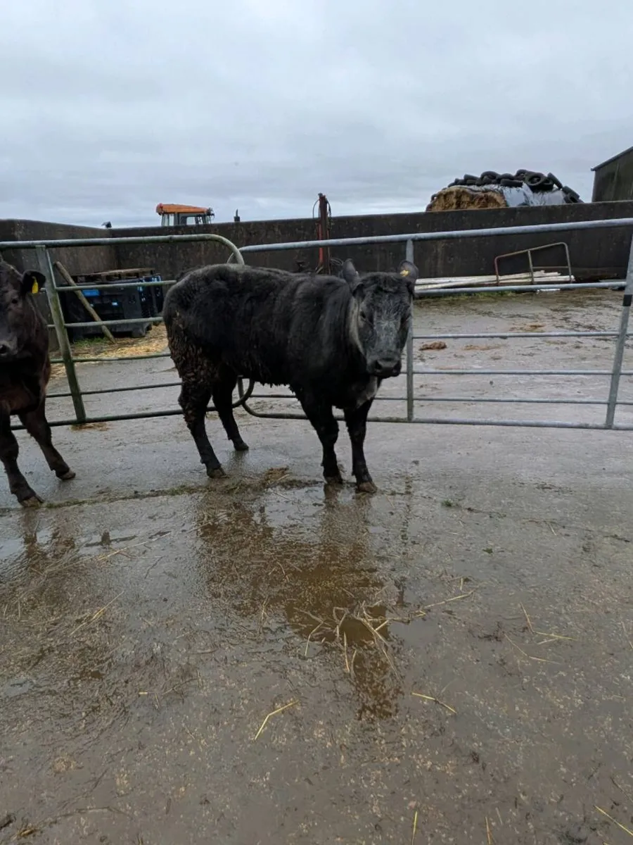 Limousin Heifers ⭐⭐⭐⭐⭐ - Image 4