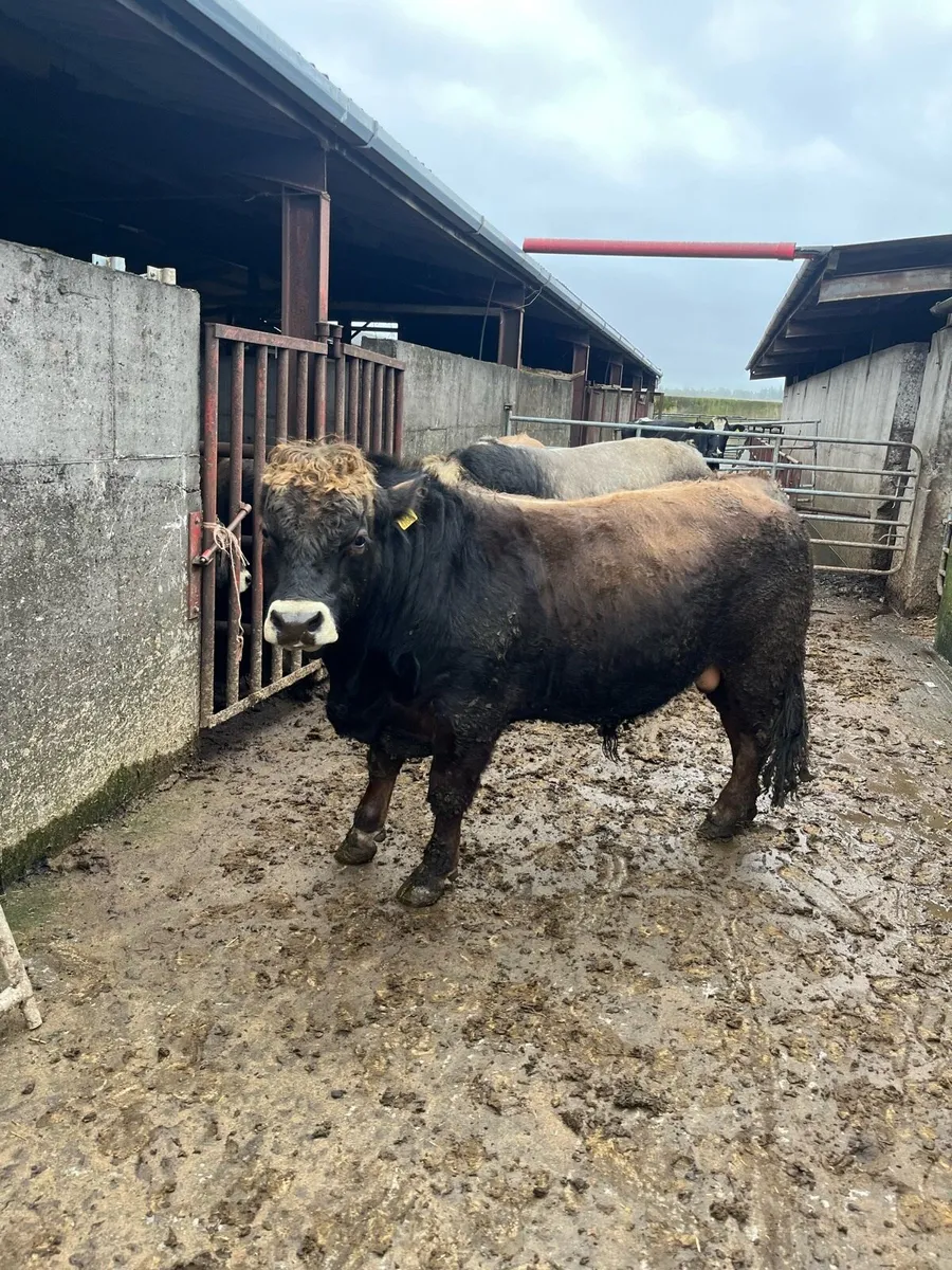 Aubrac Bulls - Image 2