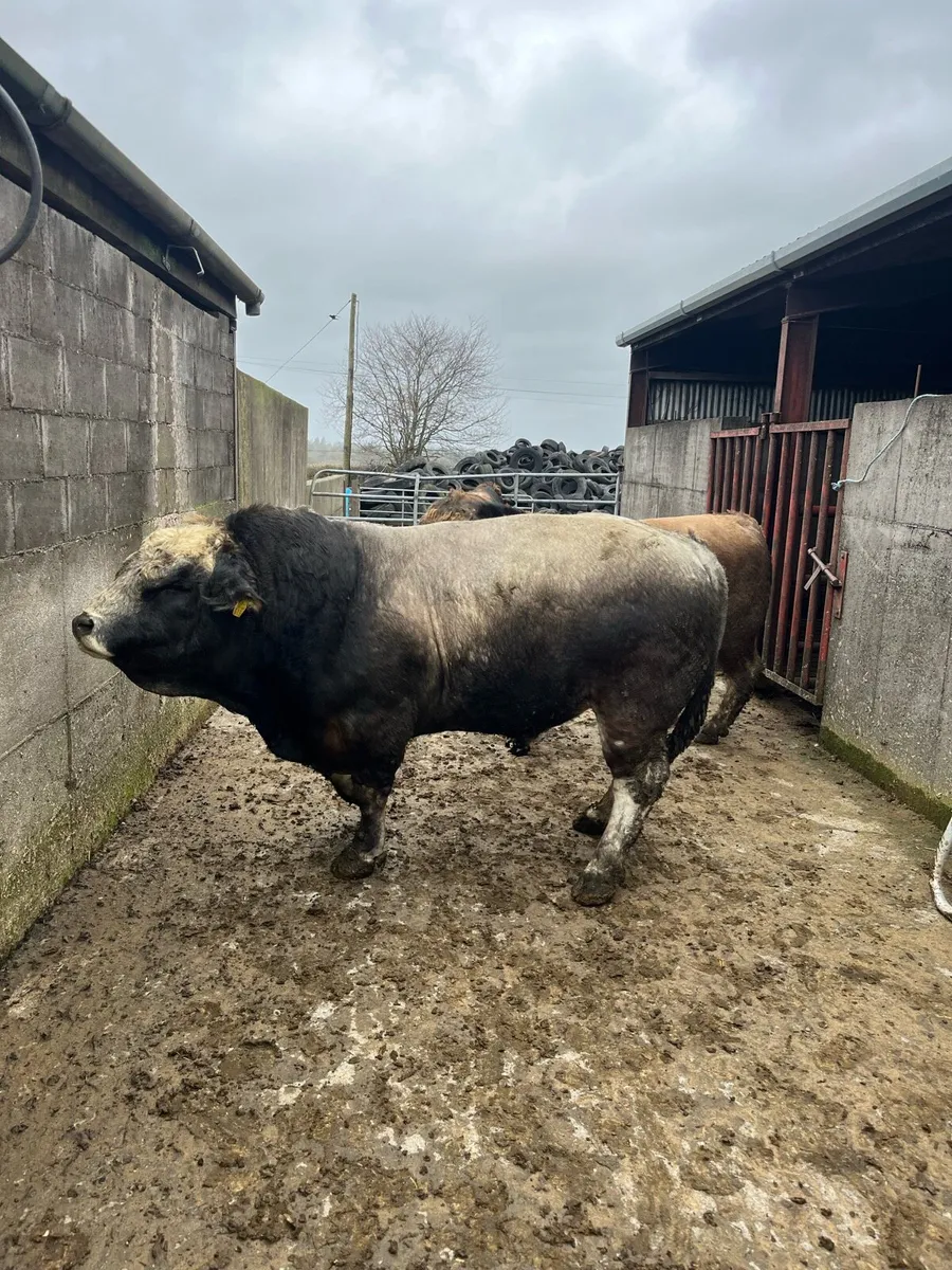 Aubrac Bulls - Image 3