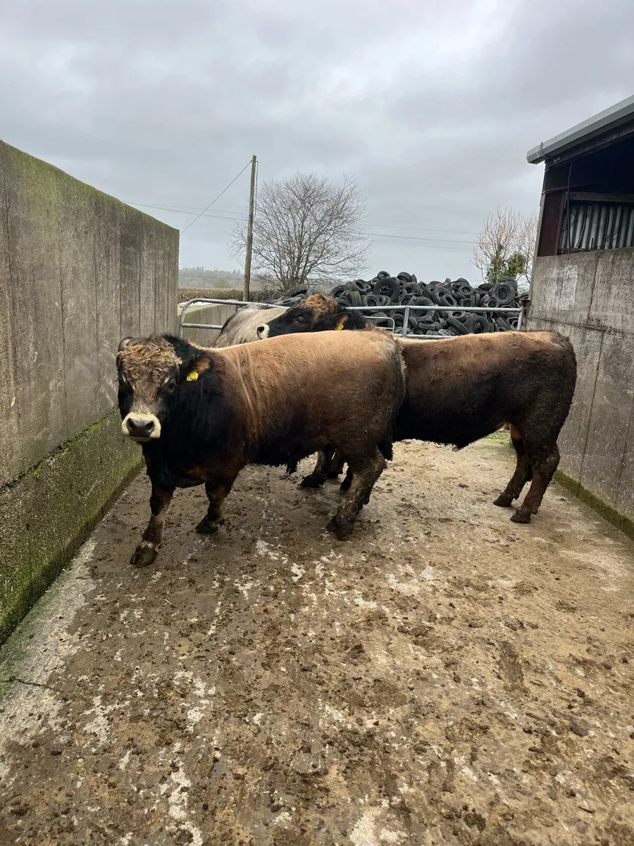 Aubrac Bulls - Image 4