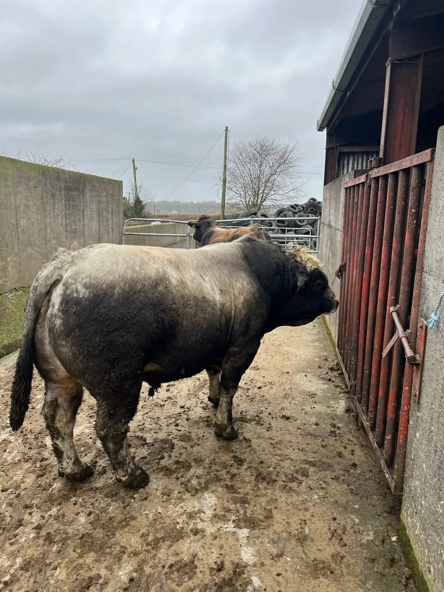 Aubrac Bulls - Image 1