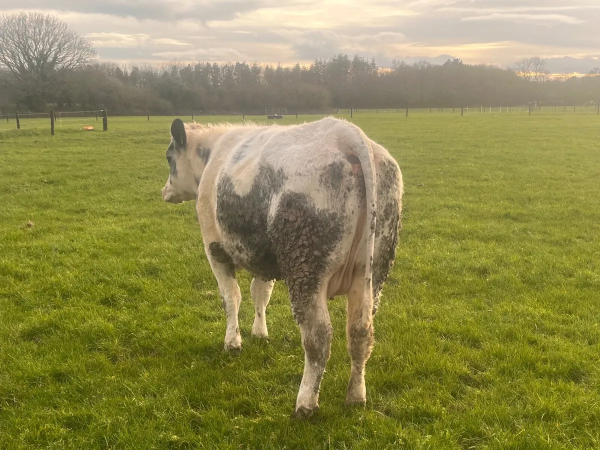 First calved suckler  with calve at foot - Image 2