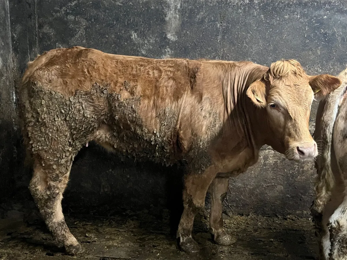 3  yellow Charolais x heifers - Image 2