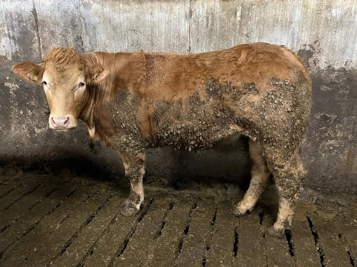 3  yellow Charolais x heifers - Image 1