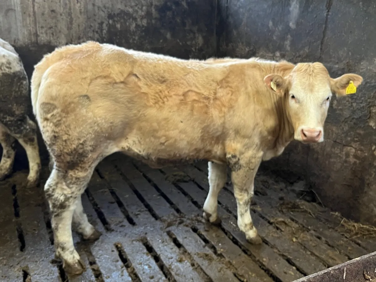 3  yellow Charolais x heifers - Image 3