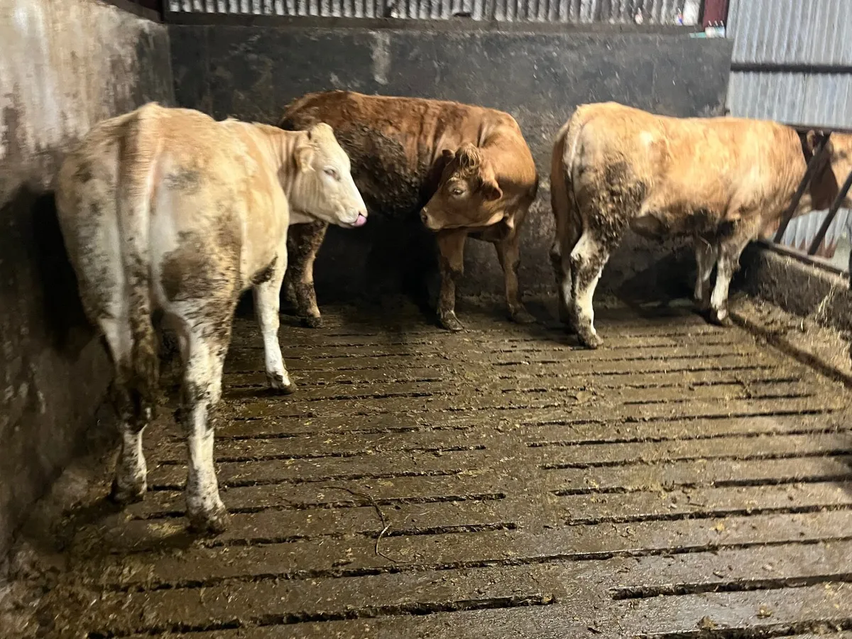 3  yellow Charolais x heifers - Image 4