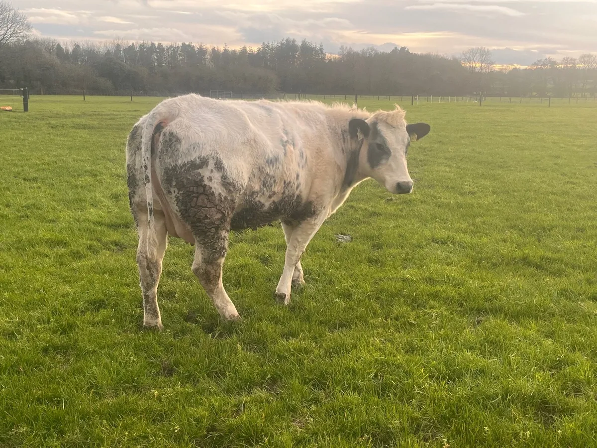 First calved suckler  with calve at foot - Image 1