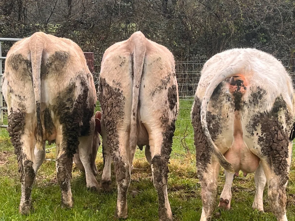 First calved suckler  with calve at foot - Image 4