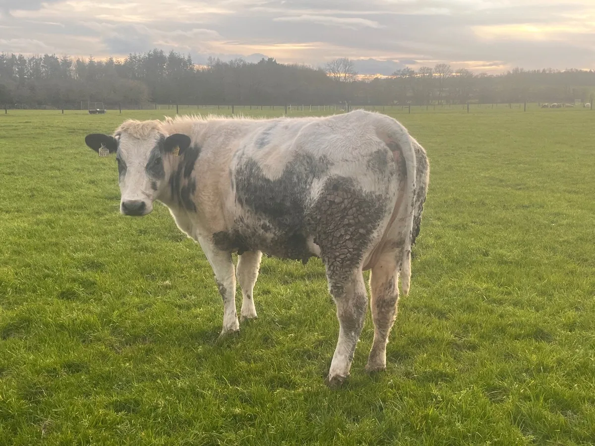 First calved suckler  with calve at foot - Image 3