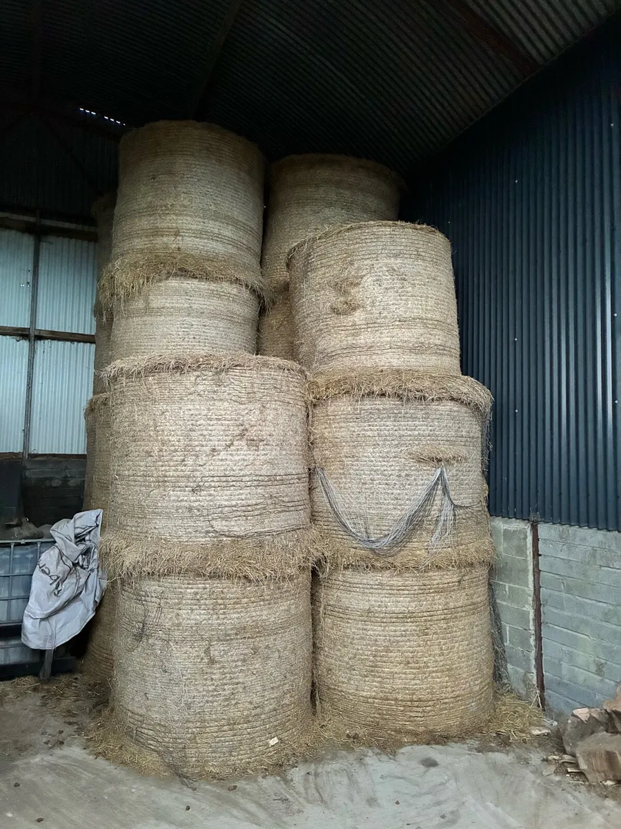 Hay - Image 2
