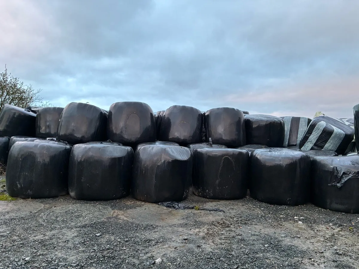 Bales of silage - Image 1