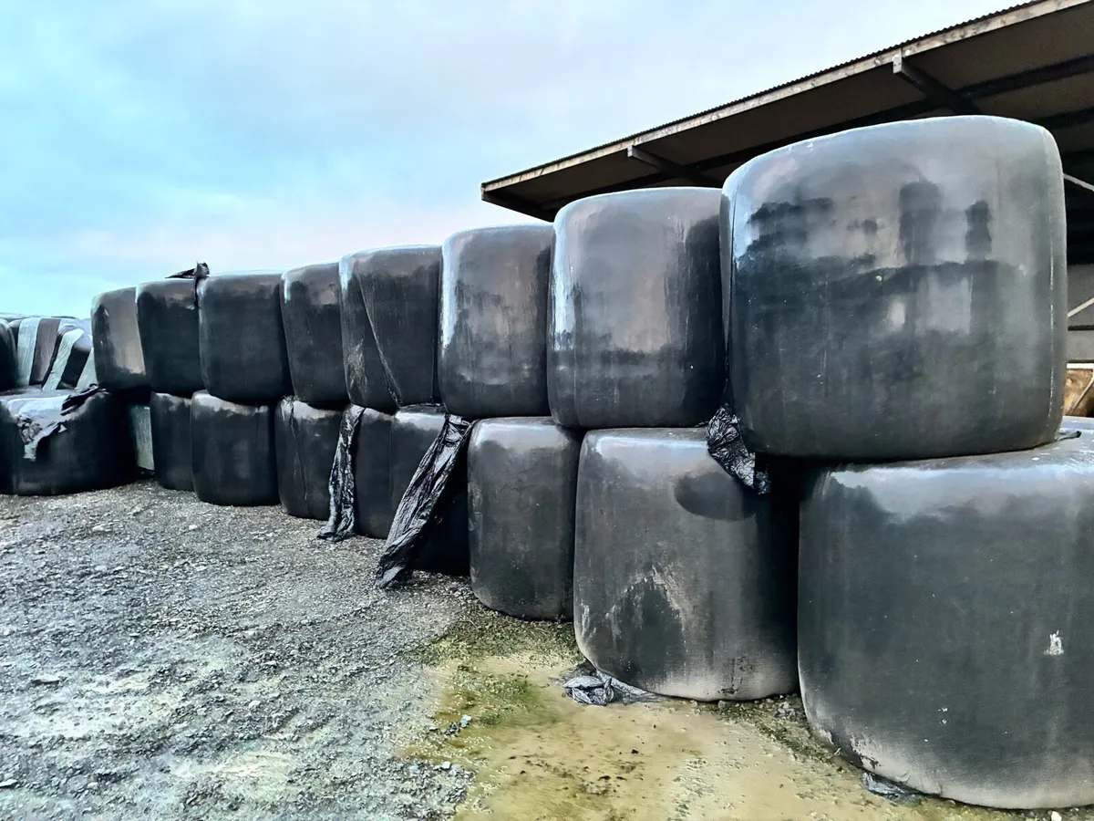 Bales of silage - Image 2