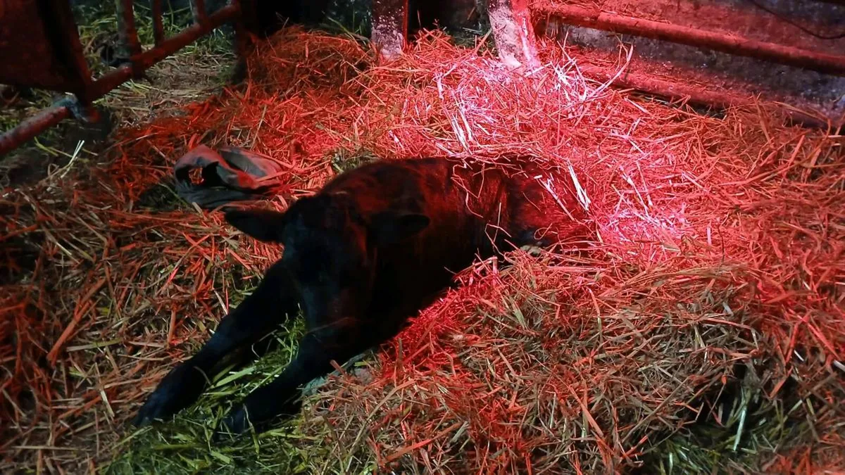 Lim BB cross bull calf - needs TLC - Image 1