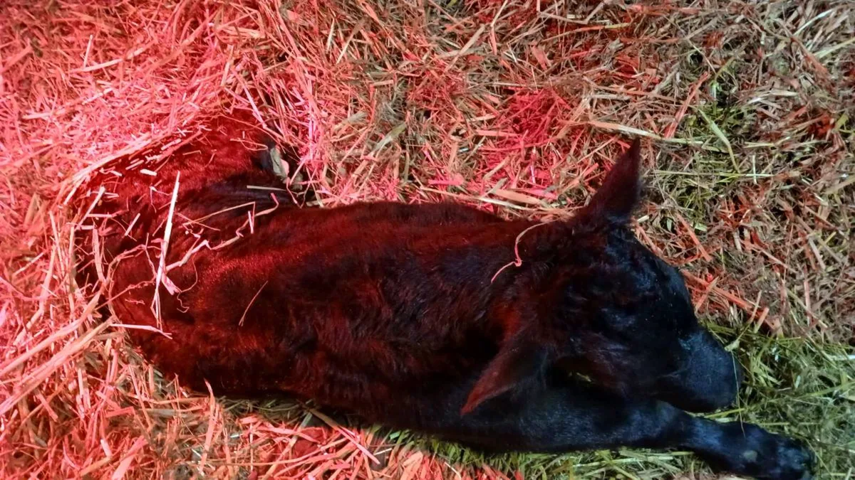 Lim BB cross bull calf - needs TLC - Image 2