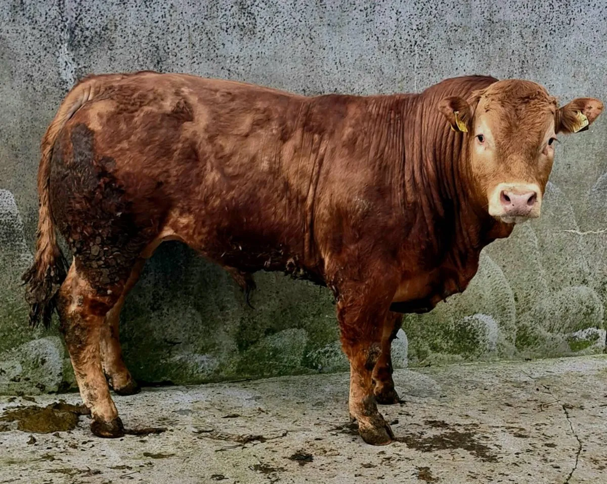 Pedigree Registered Limousin Bulls - Image 3