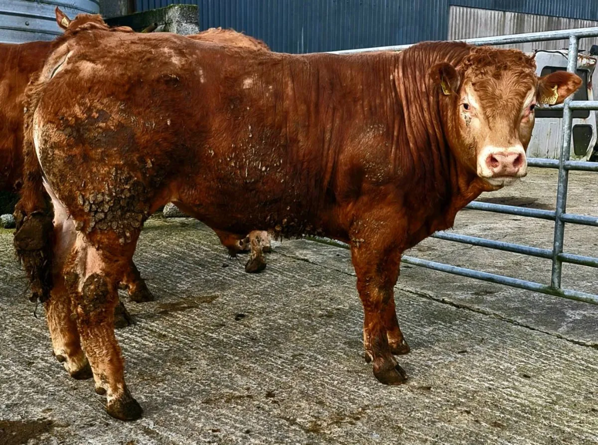 Pedigree Registered Limousin Bulls - Image 4