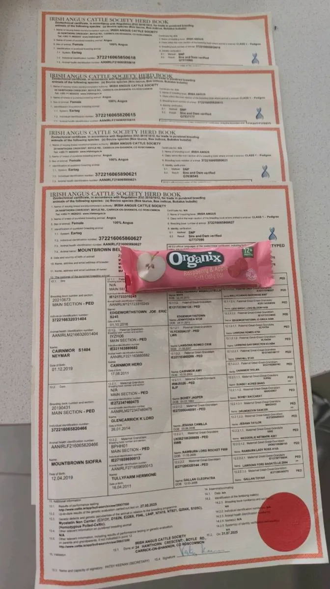 Pedigree Registered Angus Heifers - Image 2