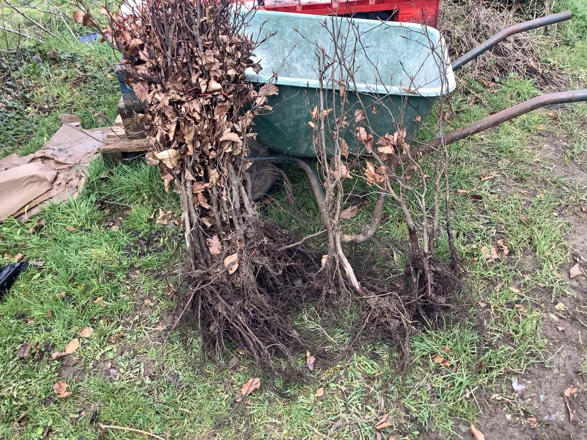 Copper beech 2/3ft €2.50 - Image 1