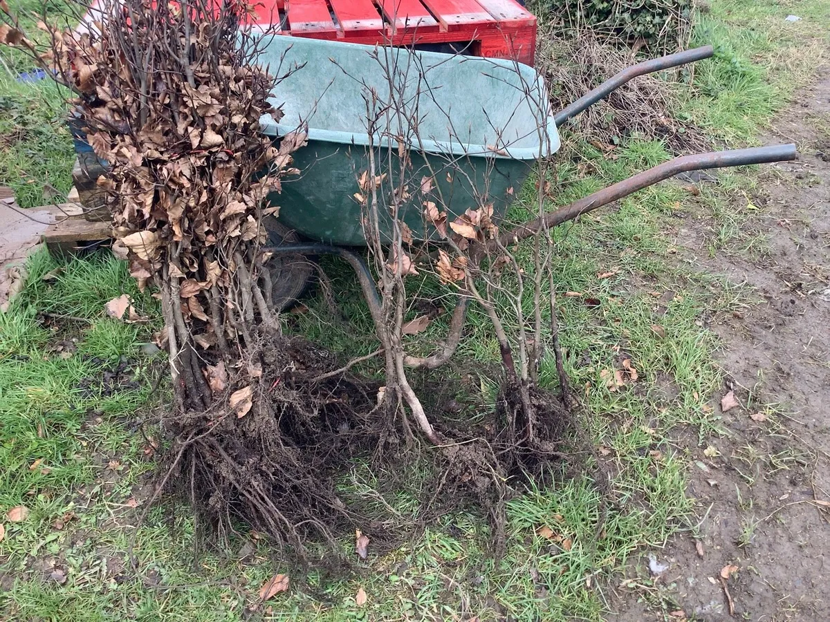 Copper beech 2/3ft €2.50 - Image 2