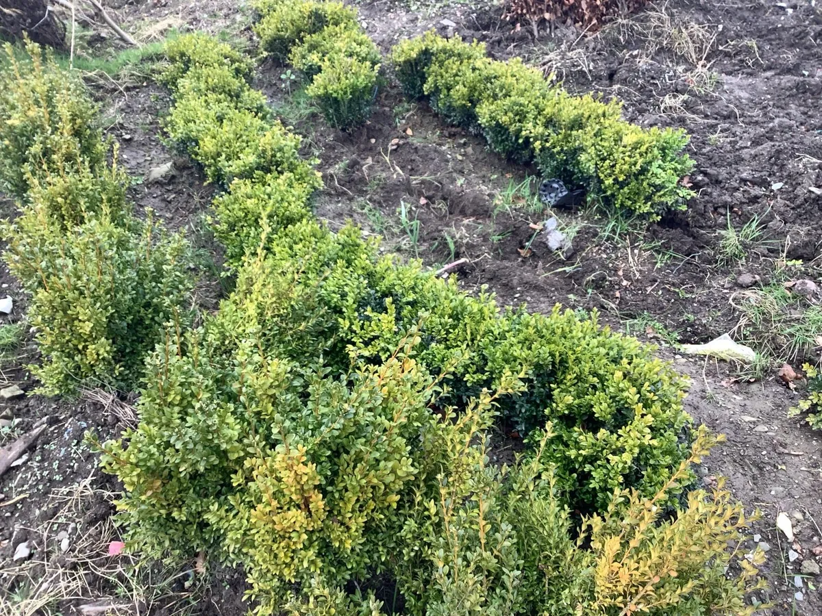 Copper beech 2/3ft €2.50 - Image 3