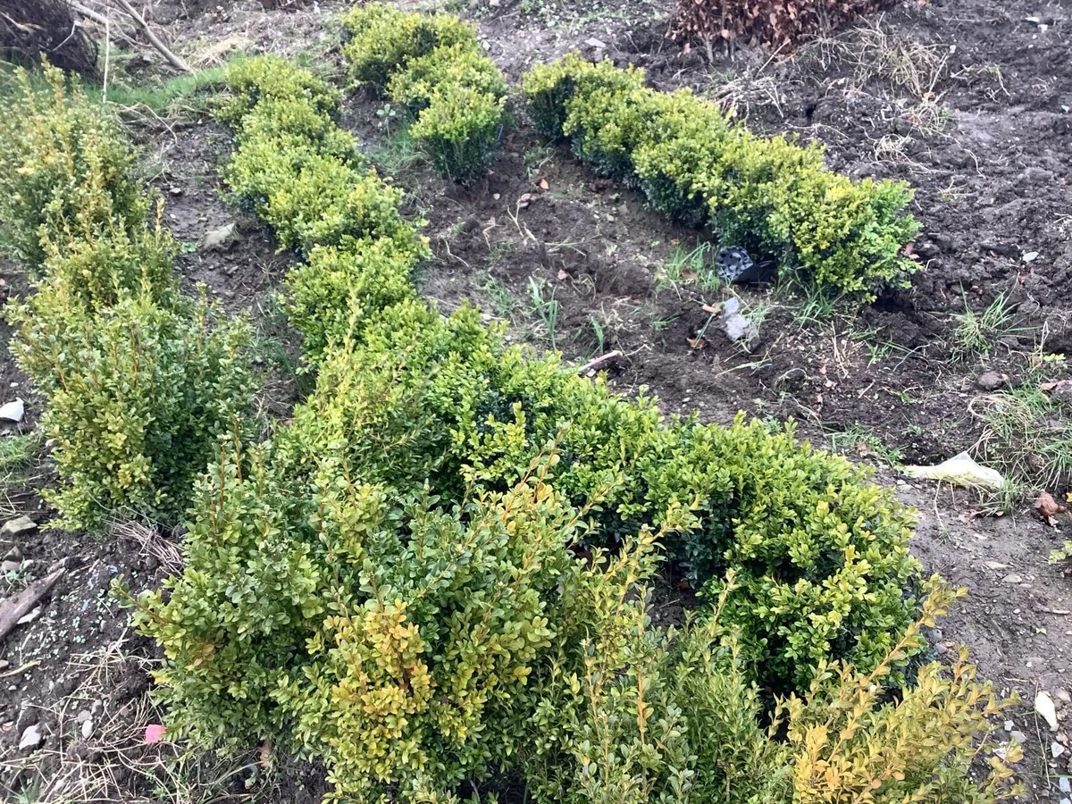 Copper beech 2/3ft €2.50 - Image 4