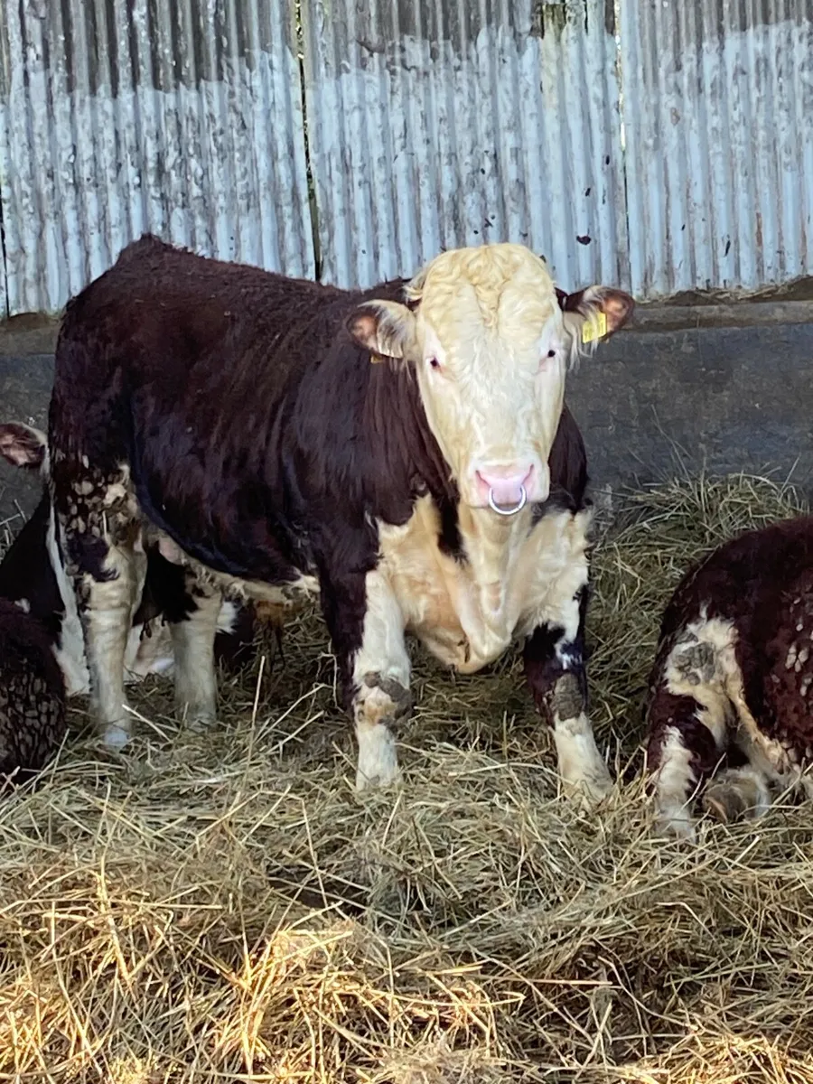 Pbr Hereford bull - Image 1