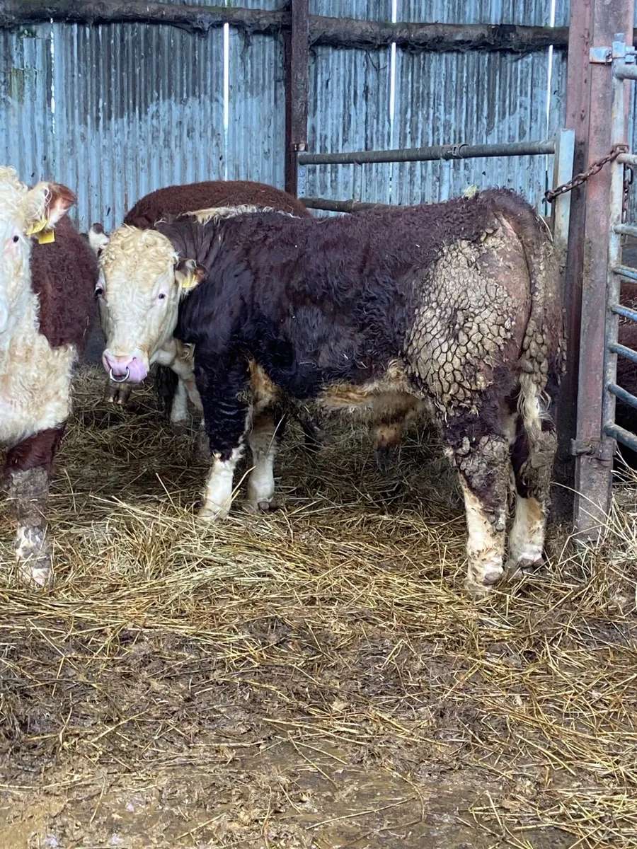 Pbr Hereford bull - Image 2