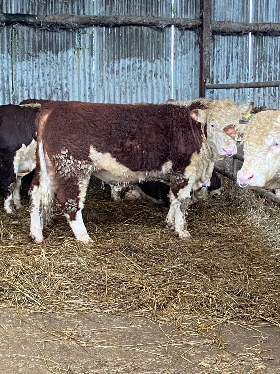 Pbr Hereford bull - Image 1