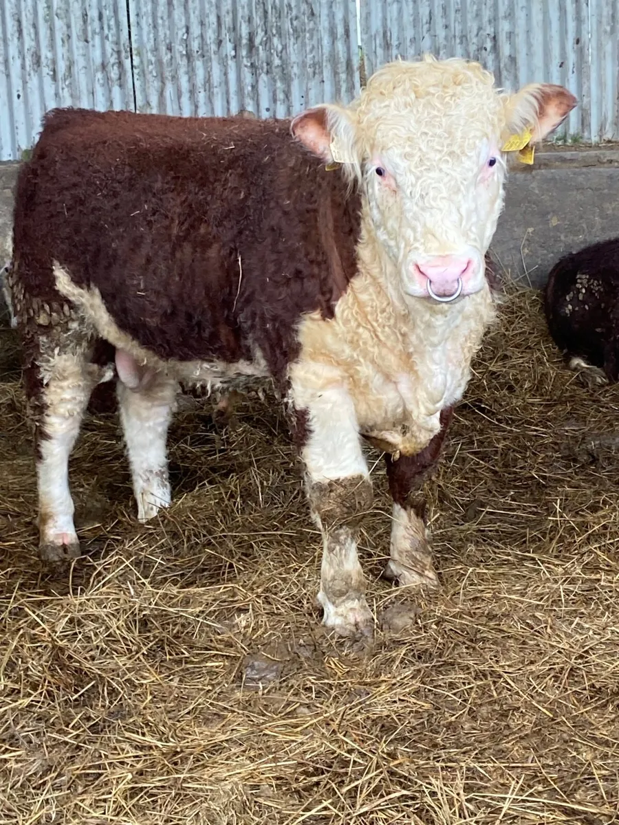 Pbr Hereford bull - Image 2