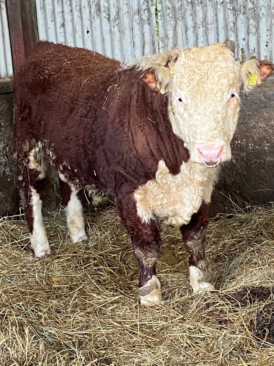 Pbr Hereford bull - Image 3