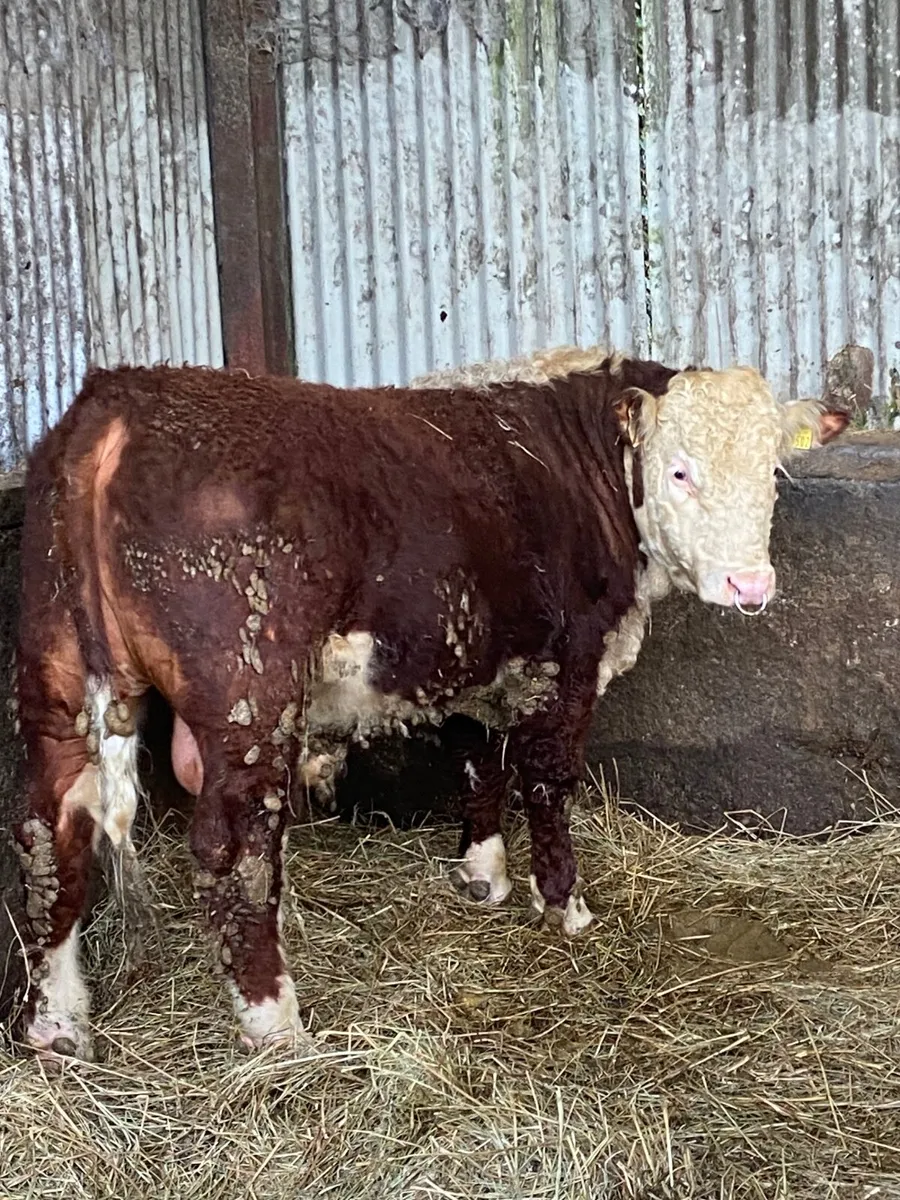 Pbr Hereford bull - Image 1
