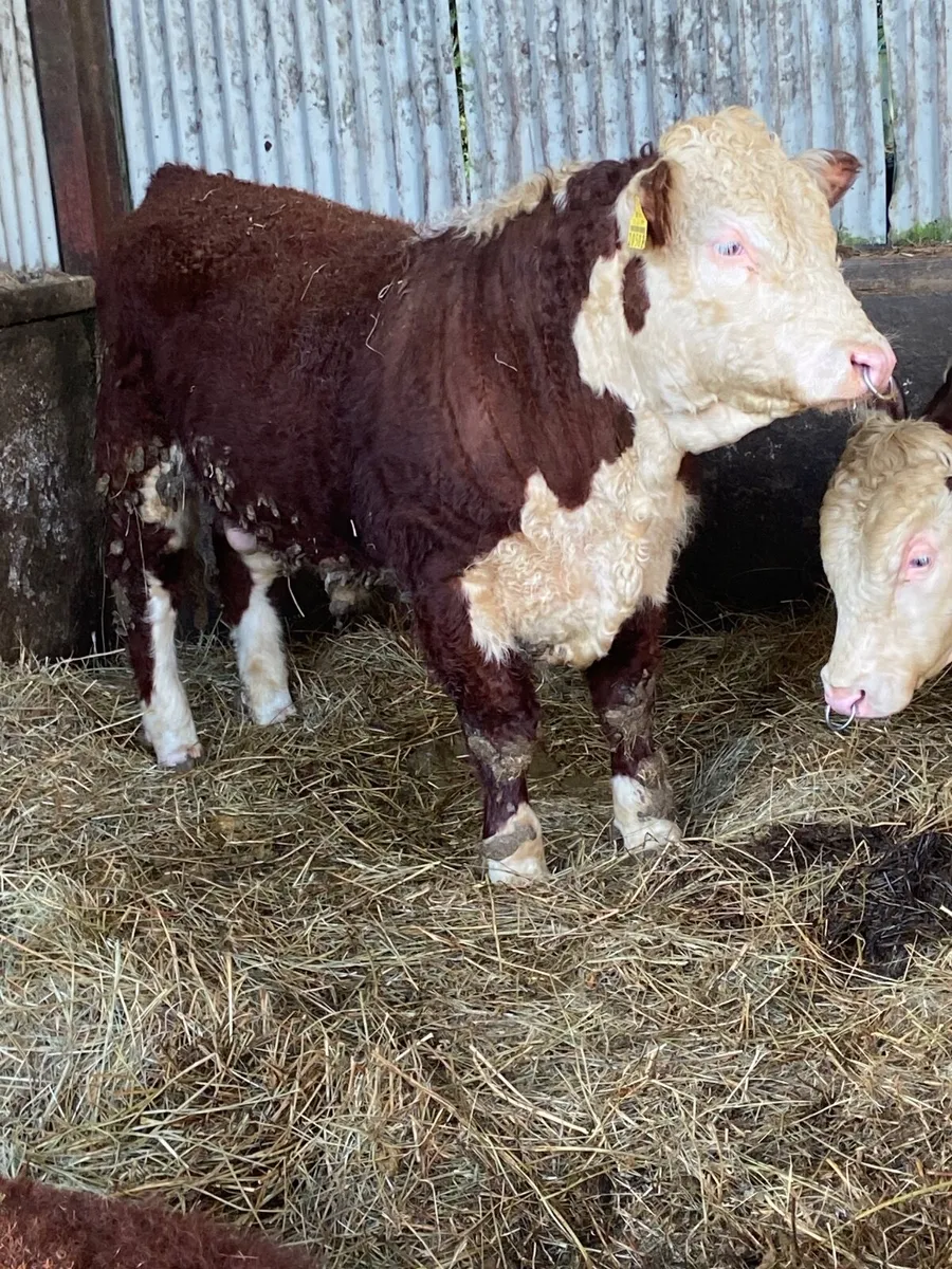 Pbr Hereford bull - Image 2