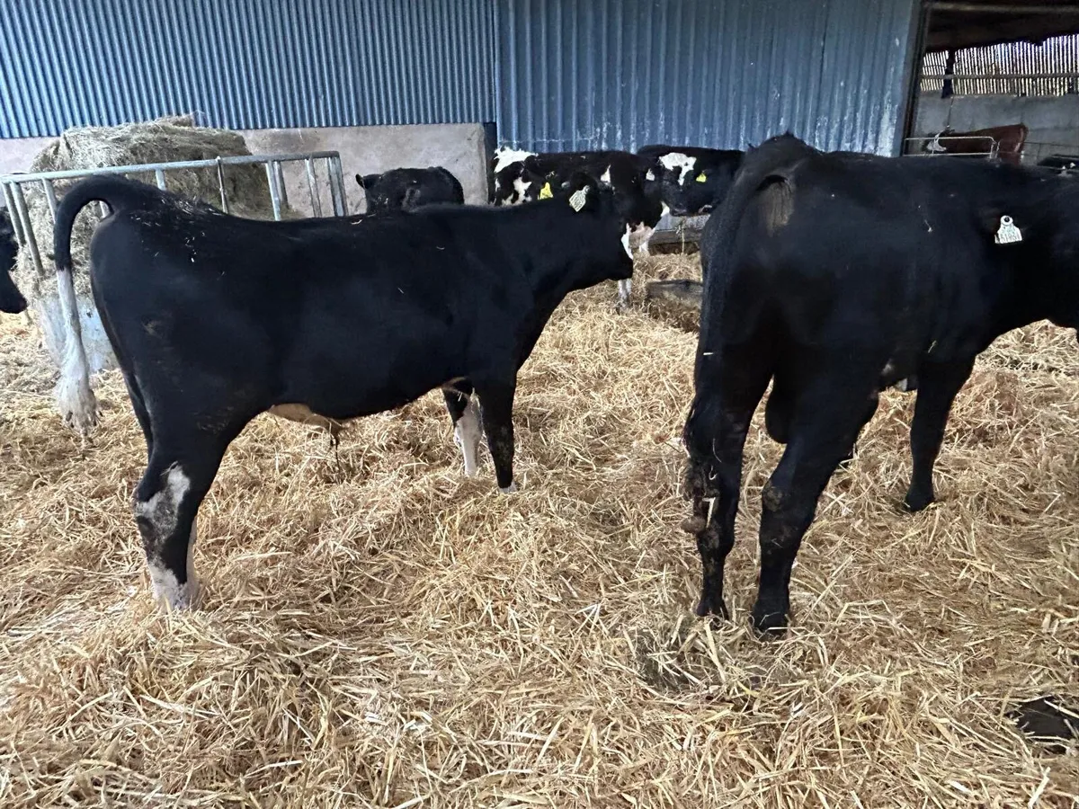 Friedan bulls - Image 1