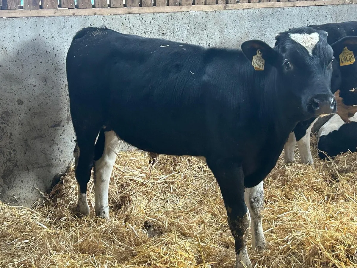 Friedan bulls - Image 2