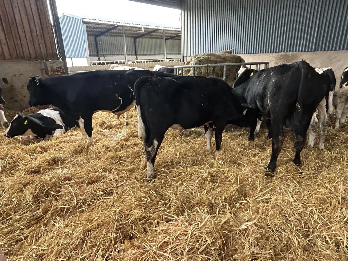 Friedan bulls - Image 3