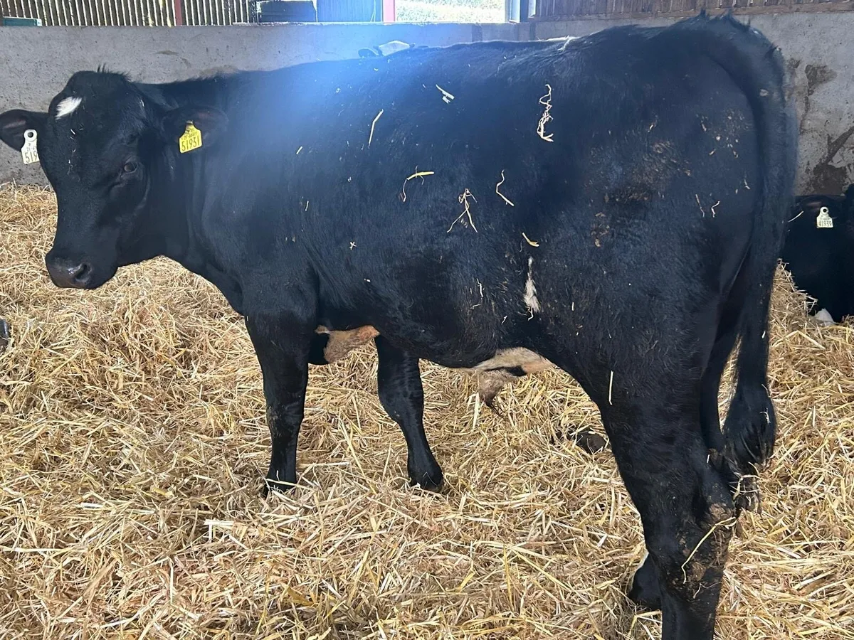 Friedan bulls - Image 4