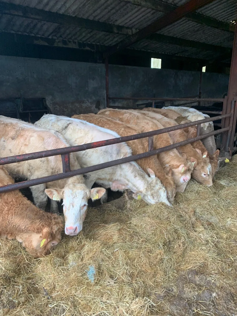 8 Top Quality CHX Heifers for sale - Image 2