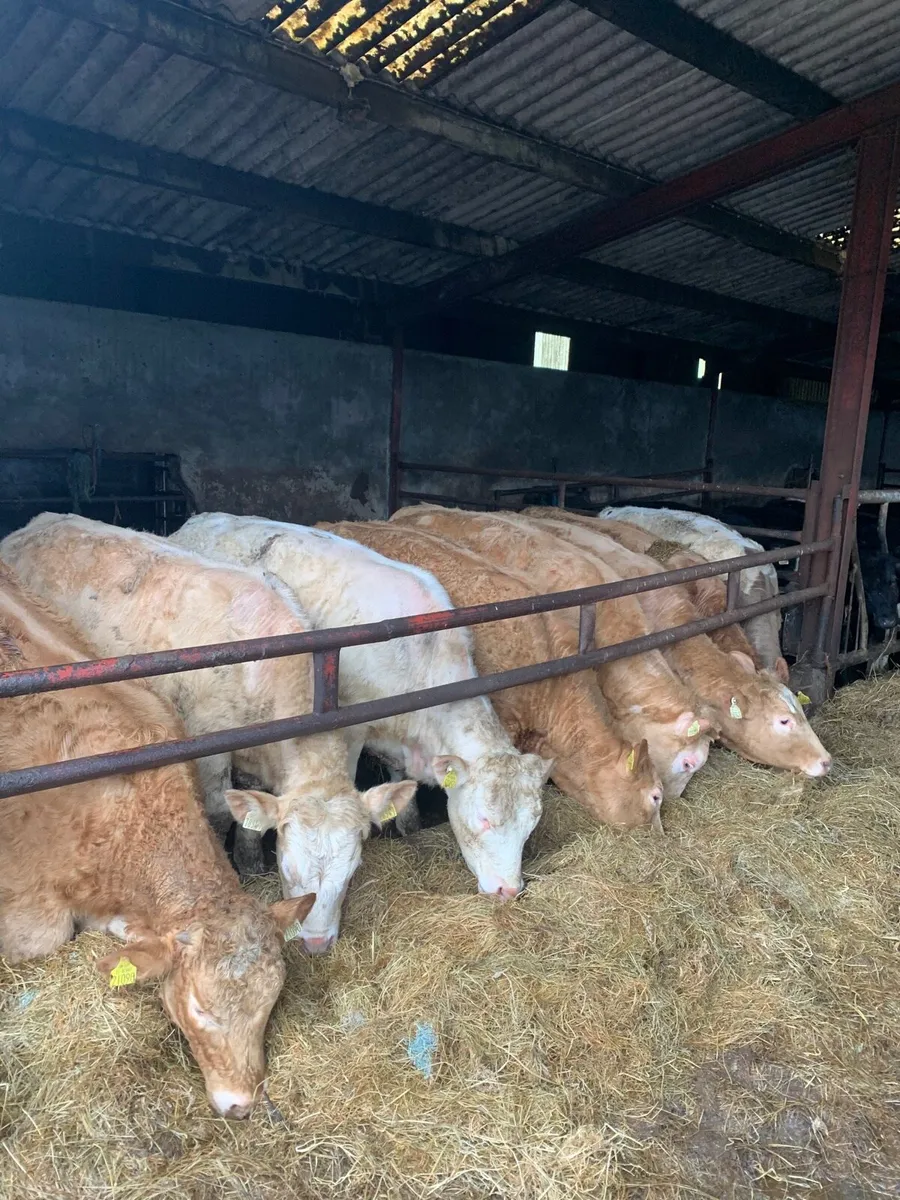 8 Top Quality CHX Heifers for sale - Image 3