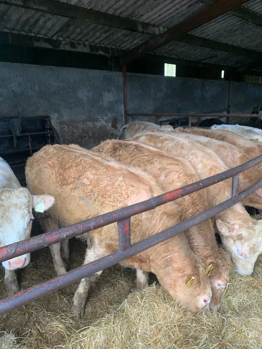 8 Top Quality CHX Heifers for sale - Image 4